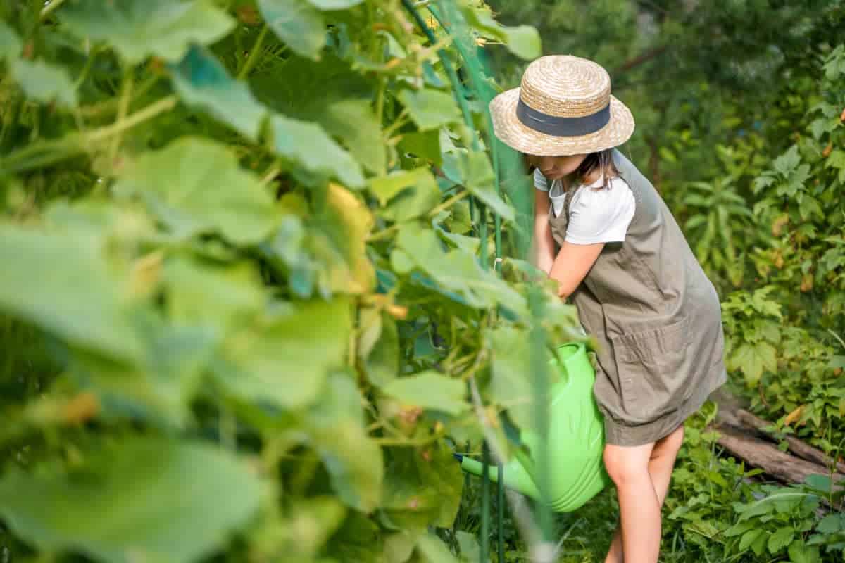cuidados jardin verano cuidados jardin verano